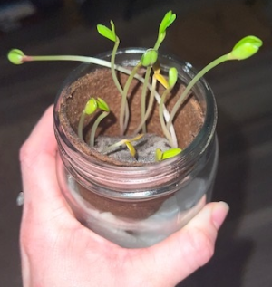 Taylor Lavender plant1