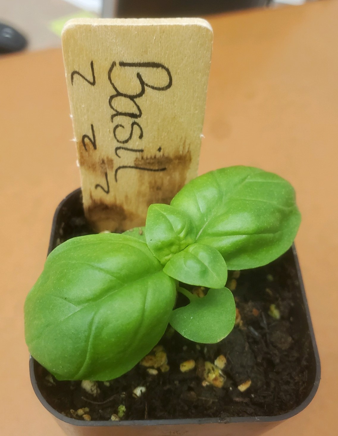 basil