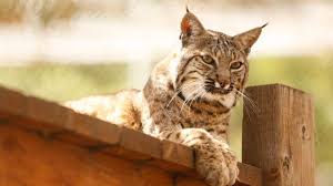 wild bobcat sitting on bridge