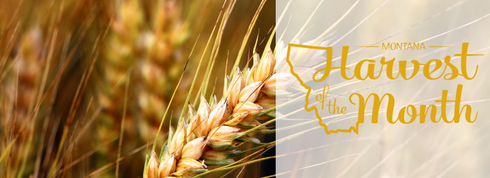 This month's Harvest of the Month food is Grains!