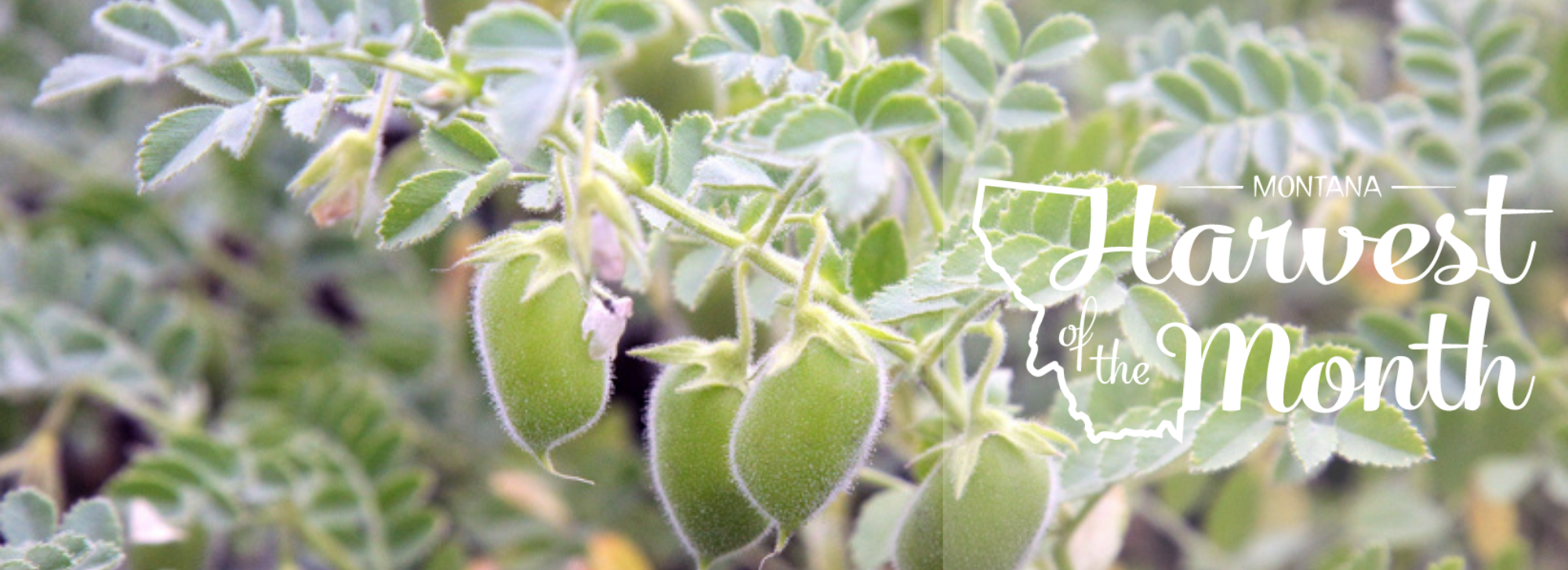 This month's Harvest of the Month is chickpeas and lentils!