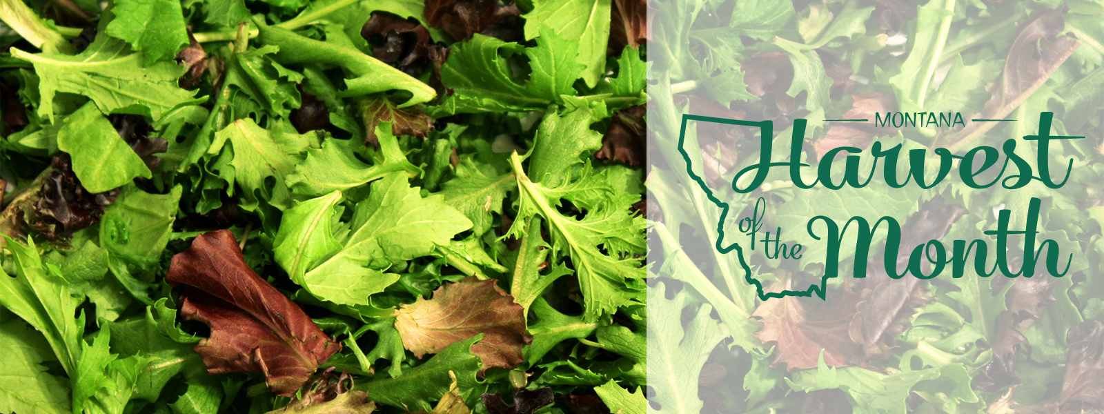 Leafy greens are this month's Montana Harvest of the Month!