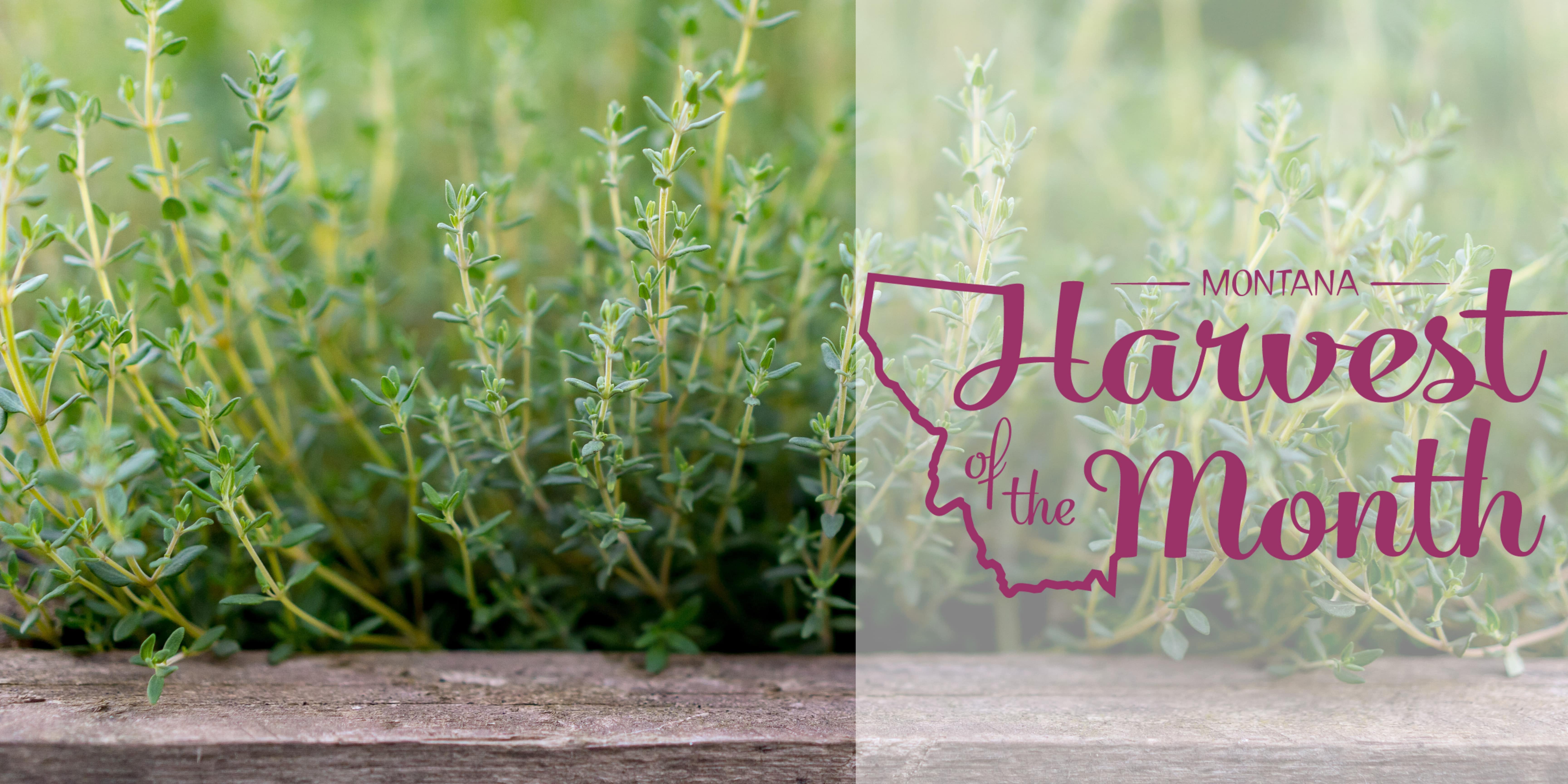 This month's Harvest of the Month is Herbs.