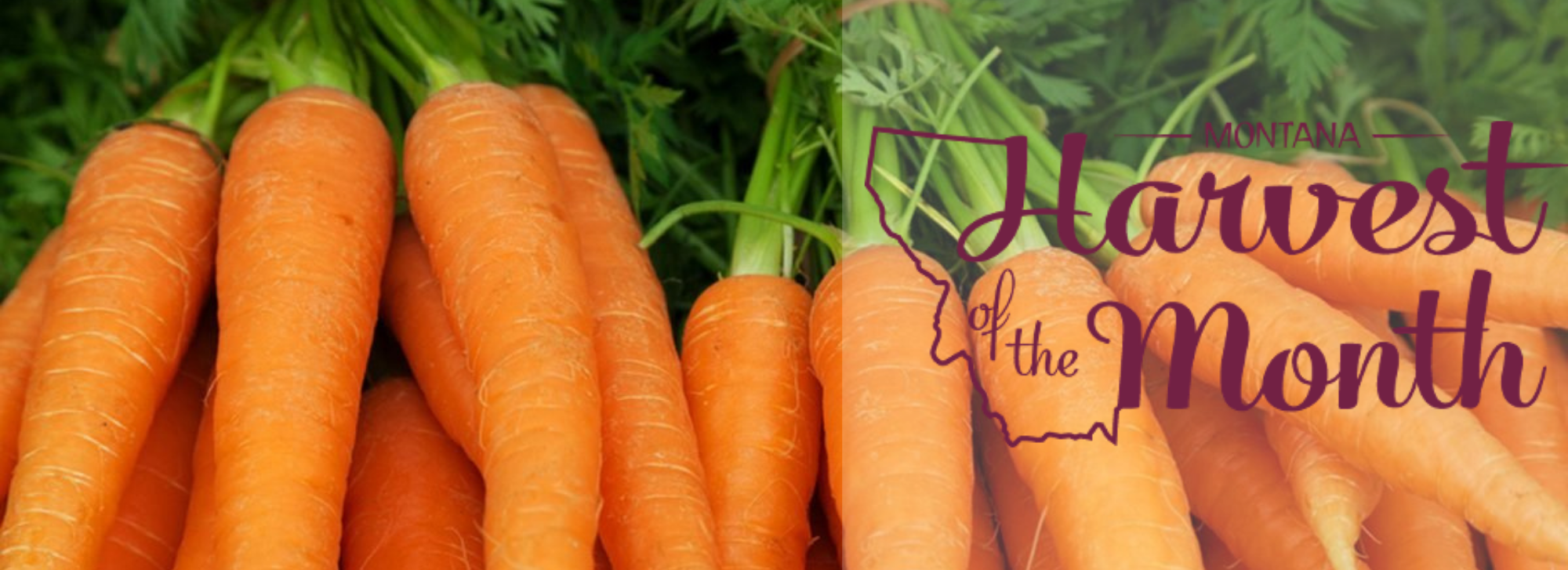 This month's Harvest of the month is Carrots!