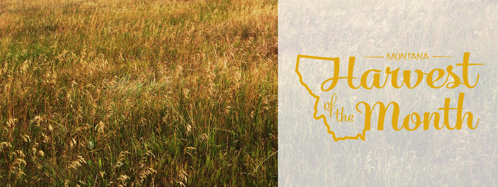 Photo of field of grains with Harvest of the Month logo 