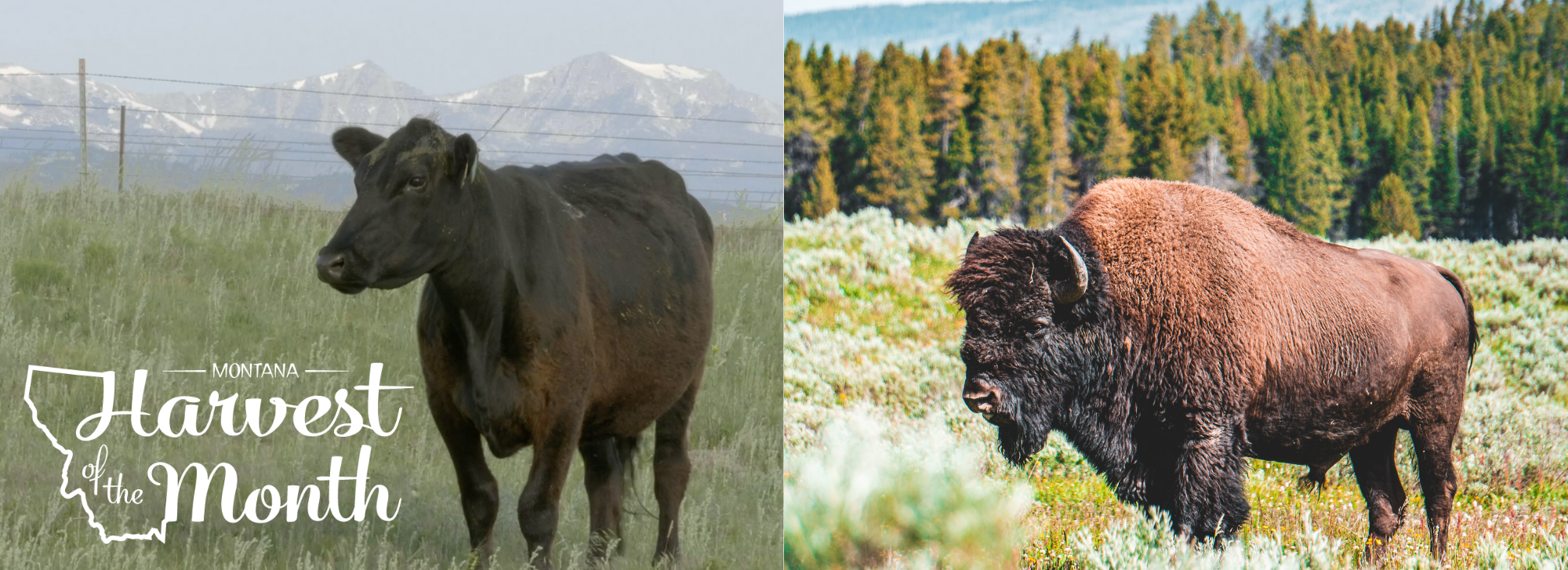 This month's harvest of the month are bison and beef!
