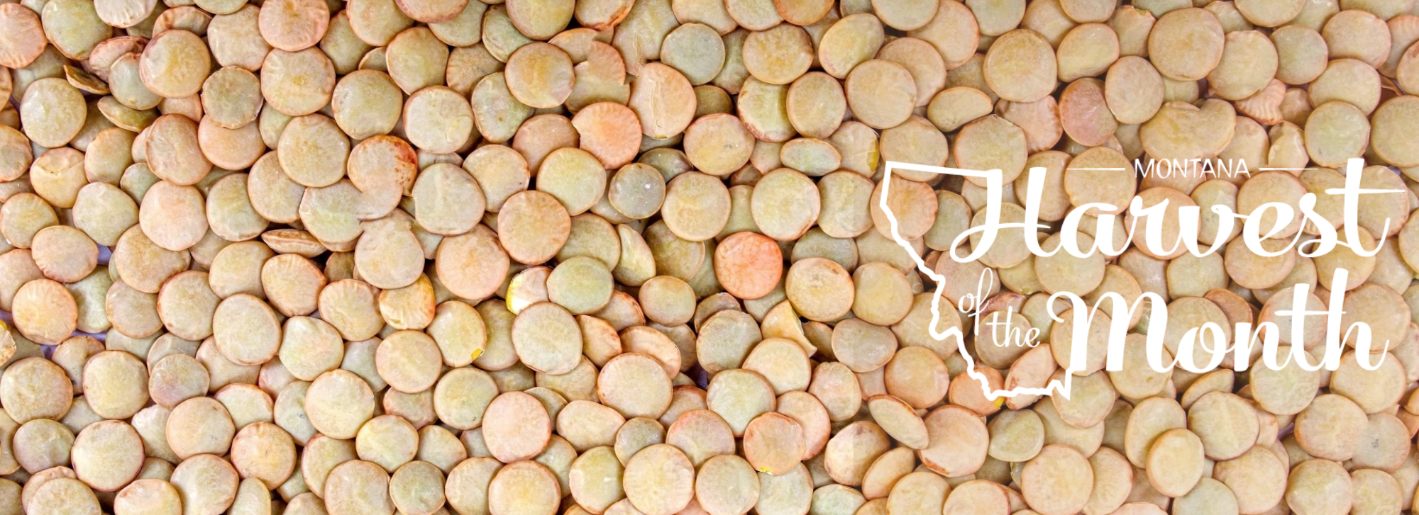 Photo of light colored lentils with the Harvest of the Month logo