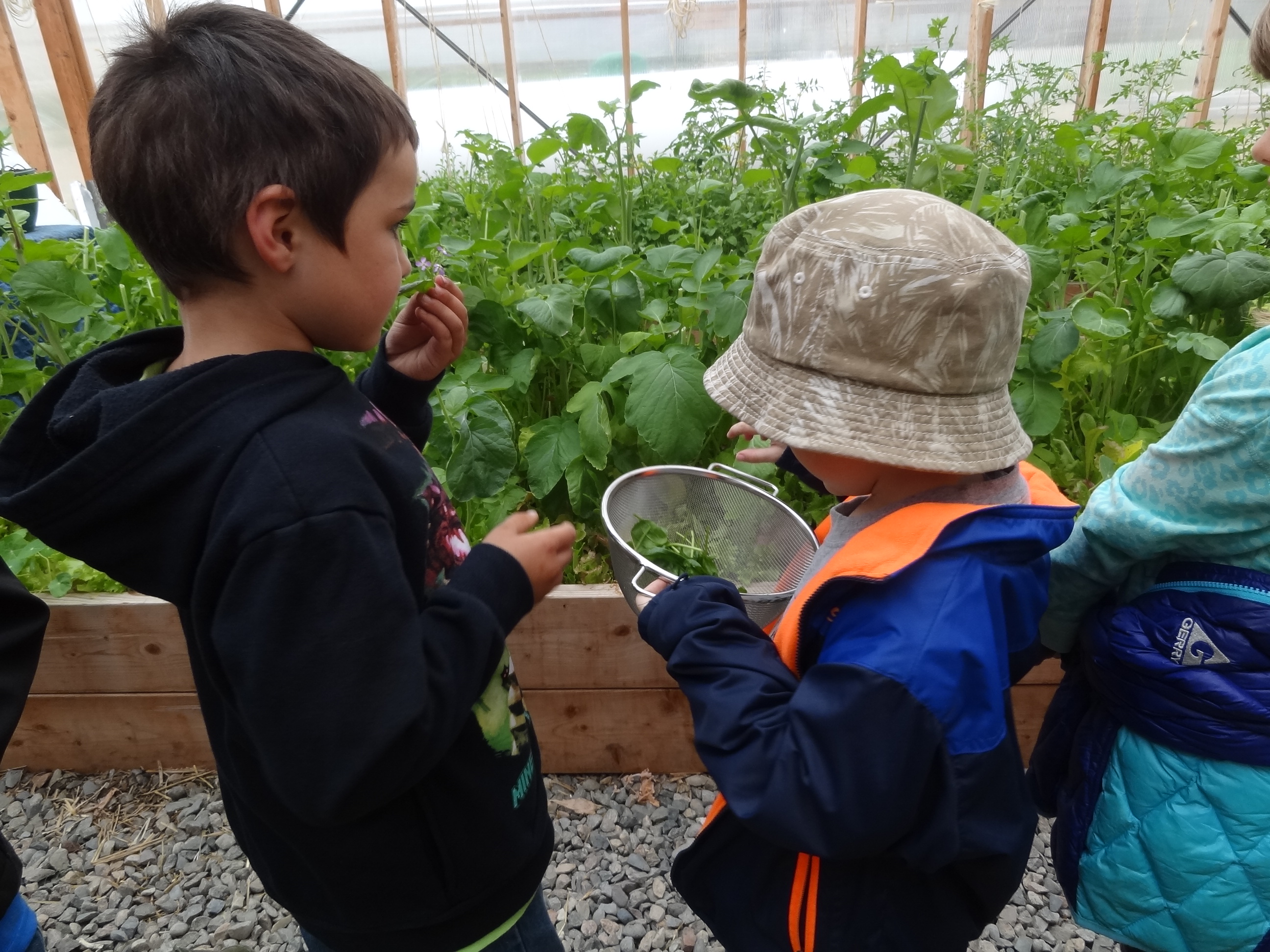 Students trying leafy greens