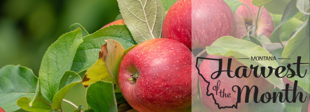 Enjoy apples for Montana Harvest of the Month! 