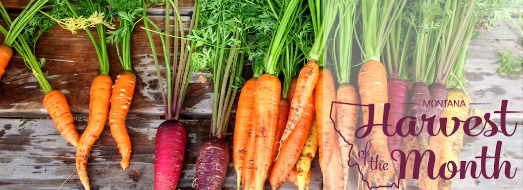 Enjoy carrots as this month's Harvest of the Month! 