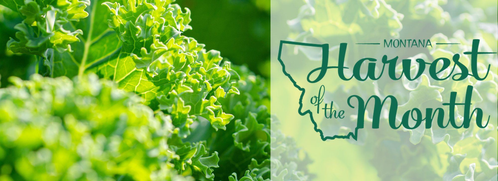Enjoy kale as this month's Harvest of the Month! 