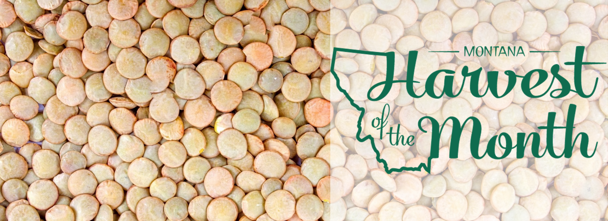 Enjoy lentils as this month's Harvest of the Month!