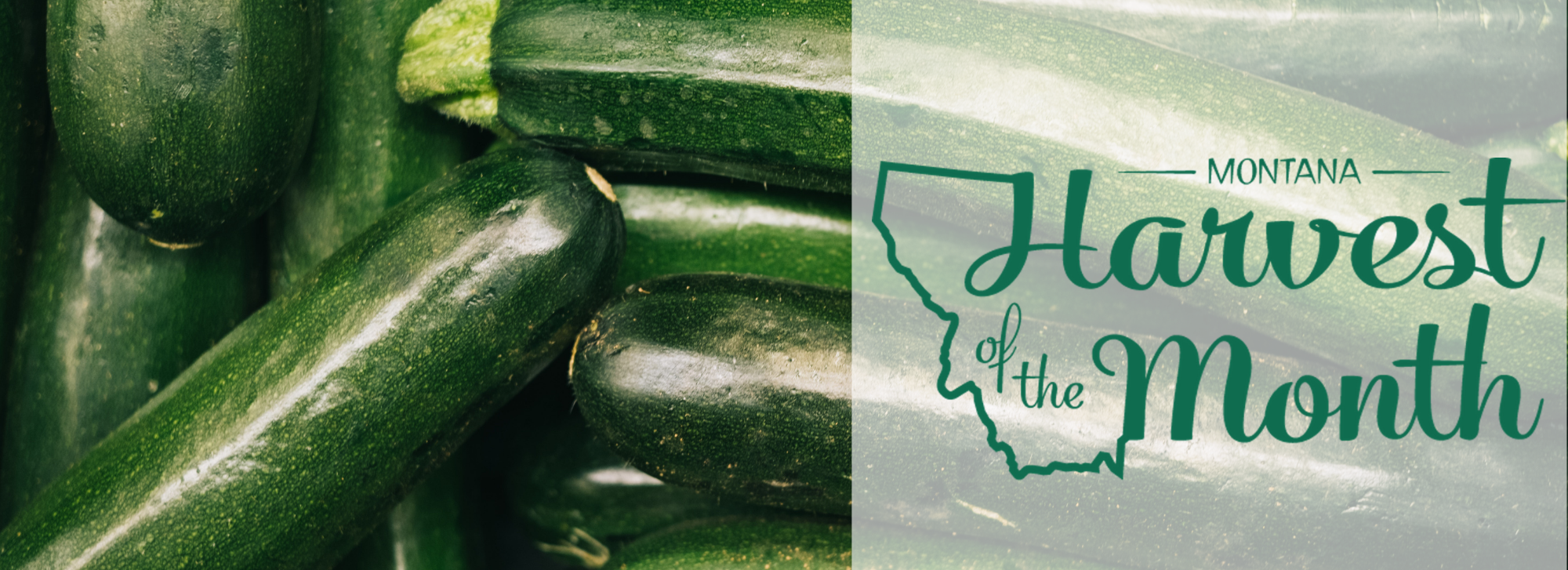 Enjoy summer squash as this month's Harvest of the Month! 