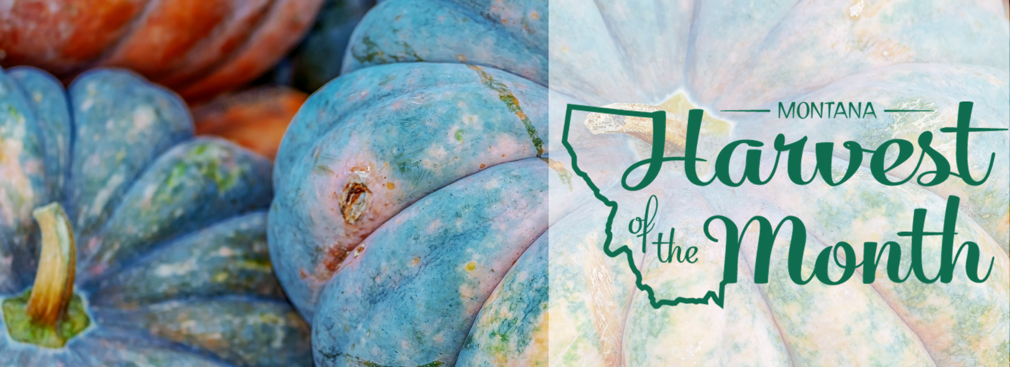 Enjoy winter squash as this month's Harvest of the Month! 