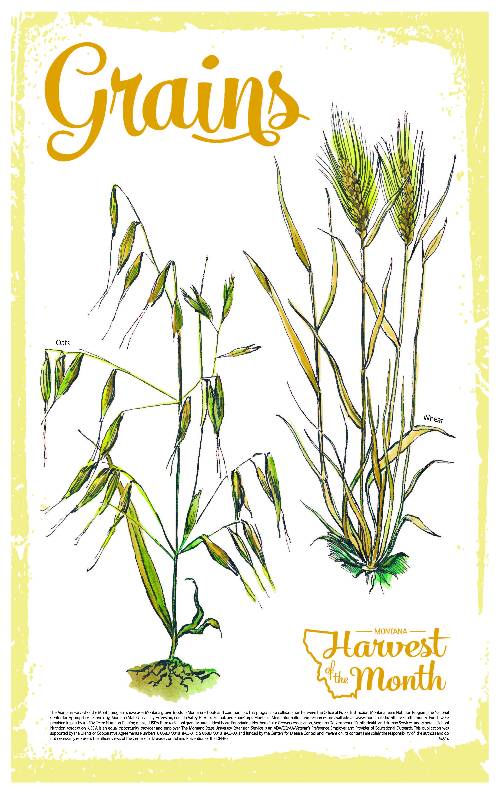 grains poster grains poster