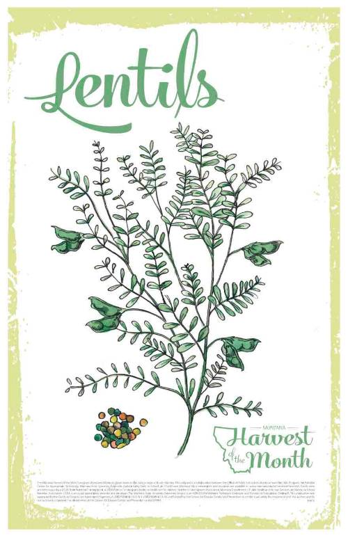 lentil poster lentil poster