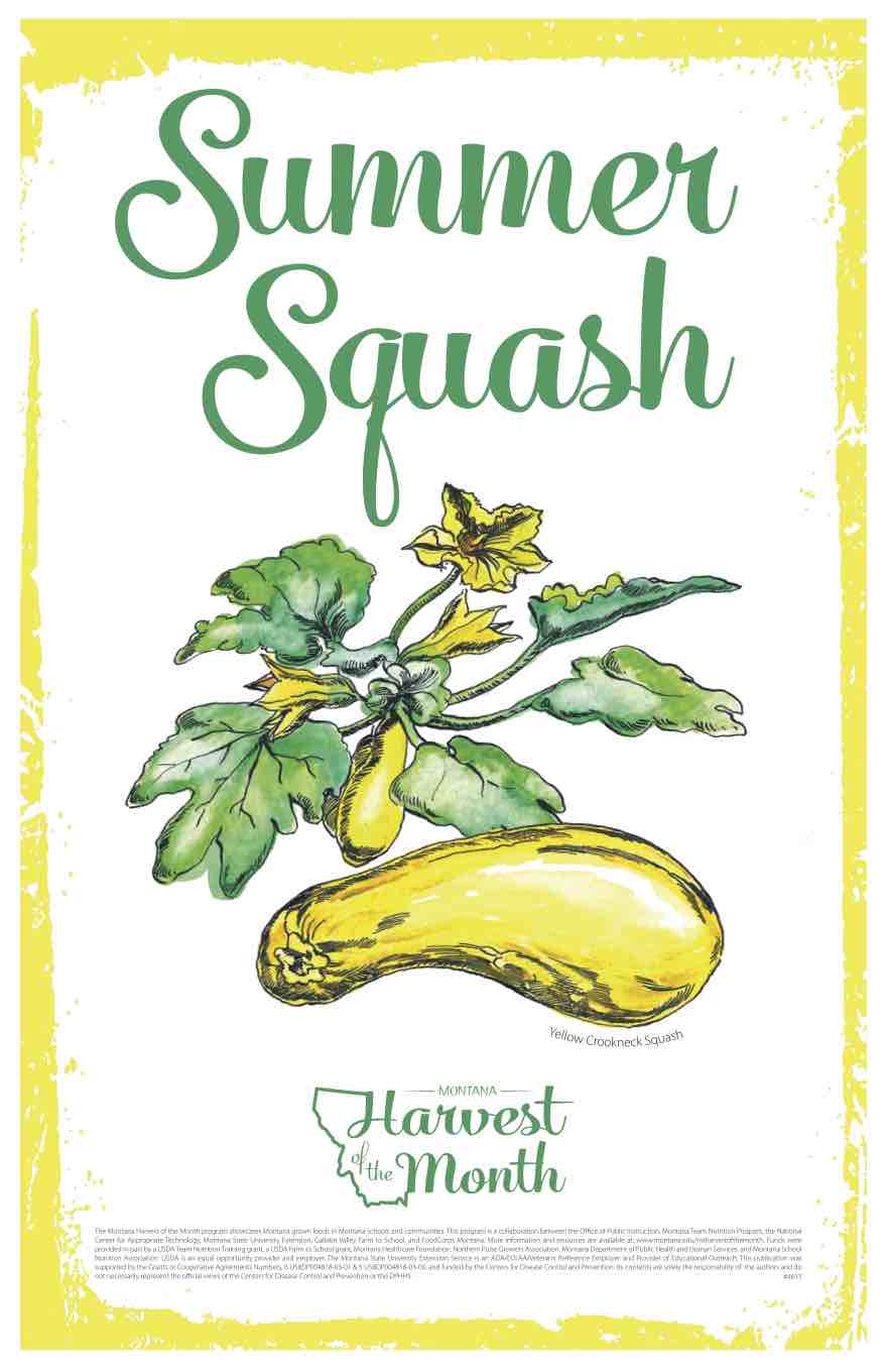 summer squash poster summer squash poster