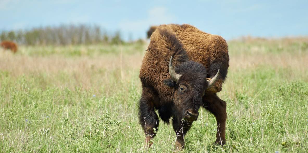 youngbison