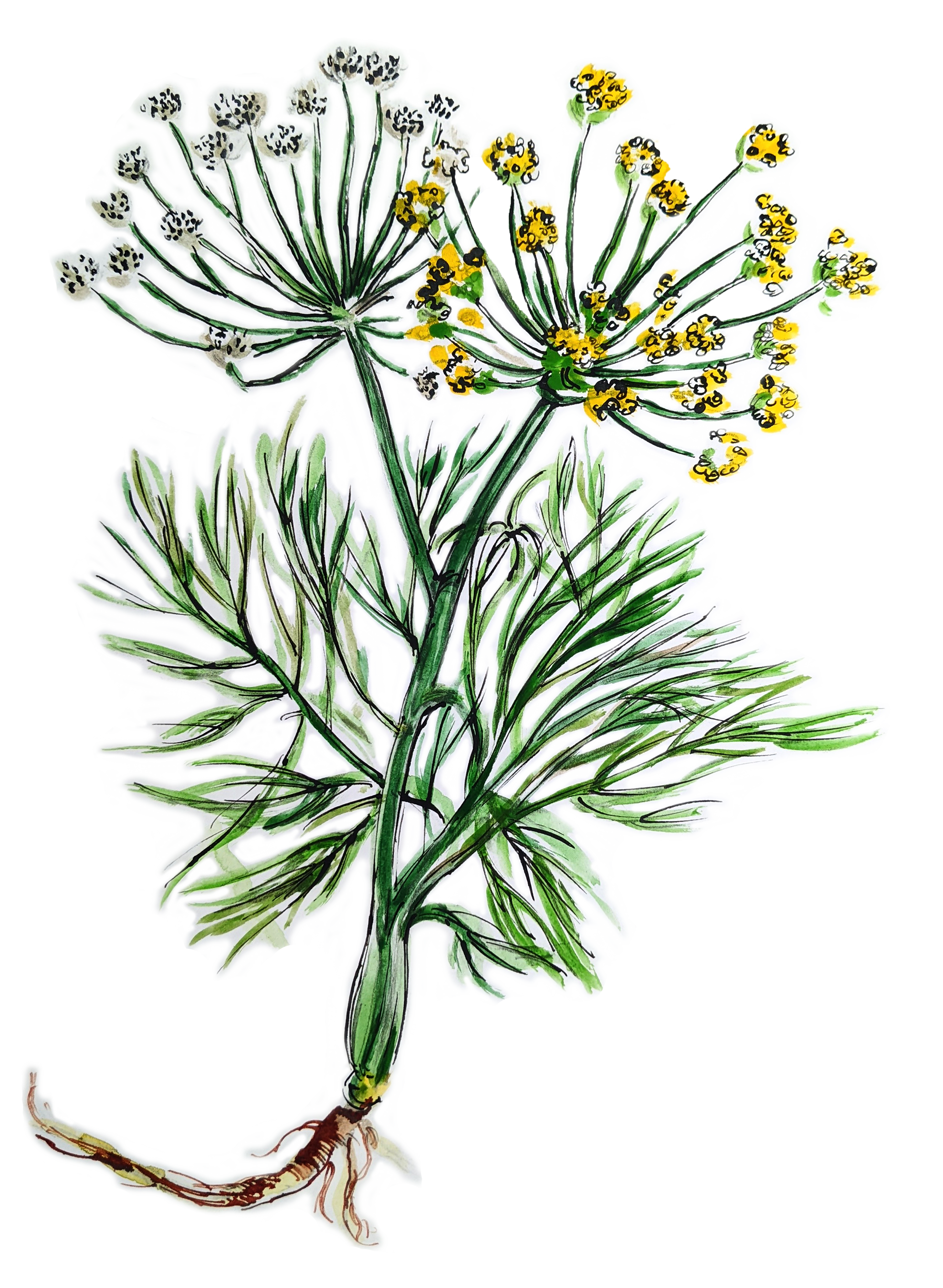 watercolor illustration of dill 