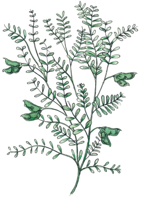 watercolor illustration of lentils