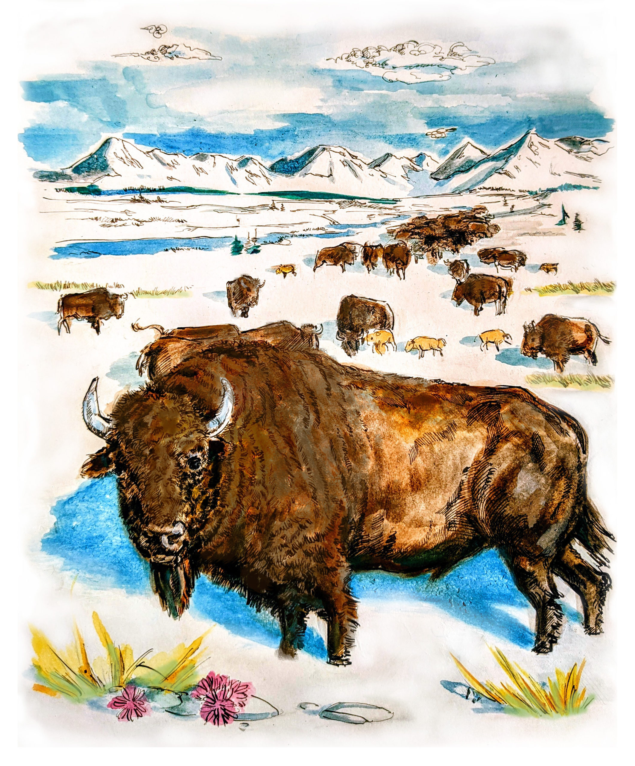 water color illustration of bison