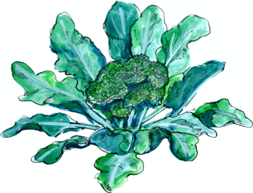 watercolor illustration of broccoli