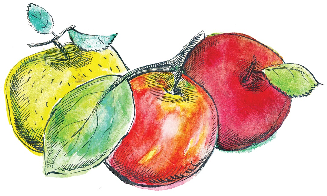watercolor illustration of apples