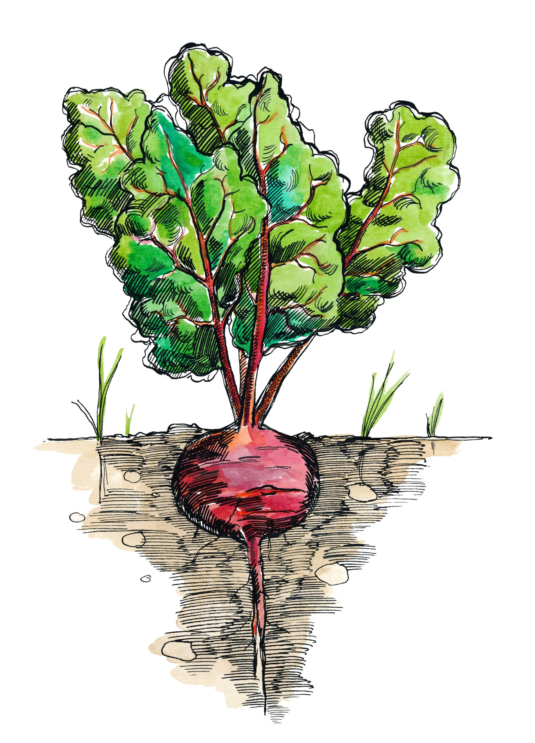 watercolor illustration of beets