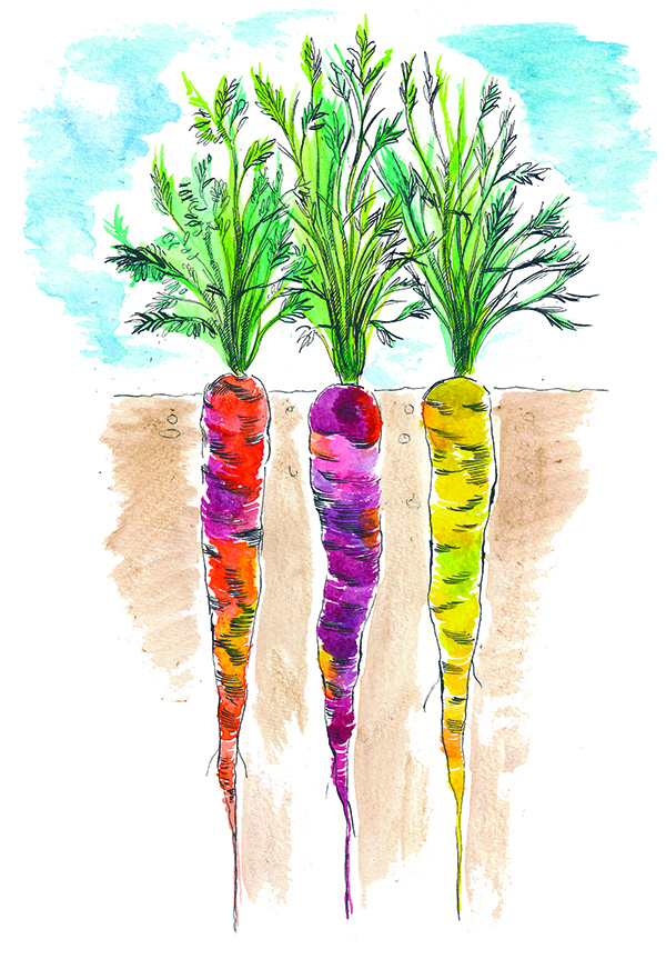 watercolor illustration of carrots