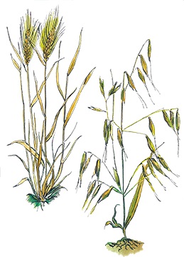 watercolor illustration of grains