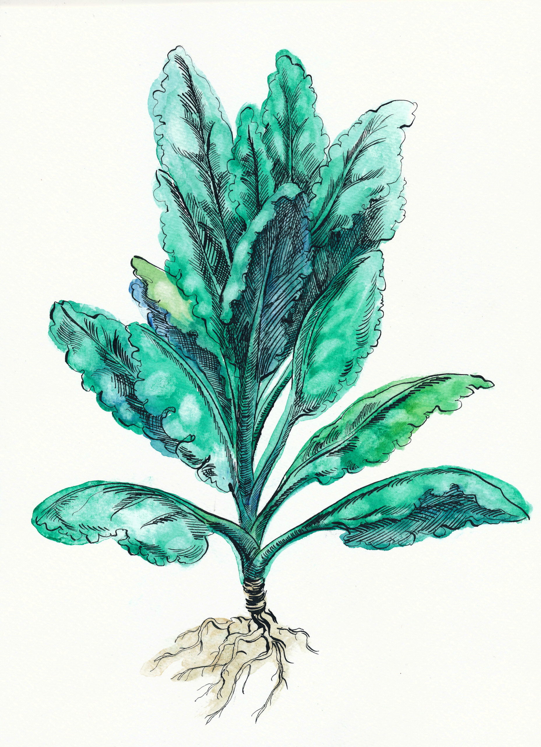 watercolor illustration of kale