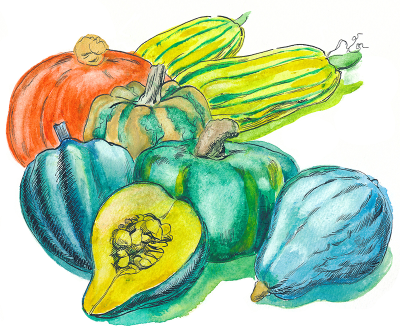 watercolor illustration of winter squash
