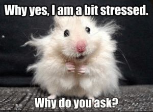 A little hamster with its hair in every direction, looking stressed out