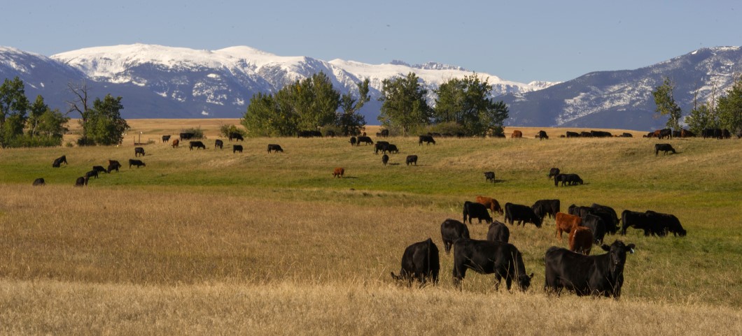 cattle and mountains