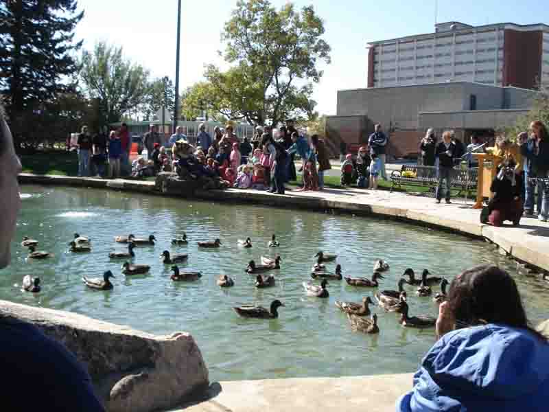View of Duck Pond with lots of children and ducks.