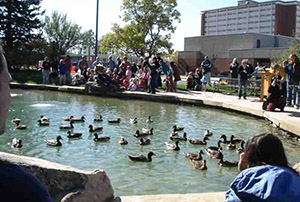 Rendering of the site plan for the Duck Pond