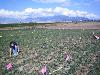 Growing weeds in a field