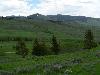 Four trees on a hillside. Lush vegetation.