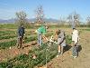 Zachariah working on rows of plants in a field