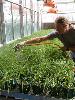 Zachariah working on potted plants in a greenhouse