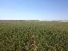 A field of plants in rows