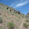 Weeds on a hillside