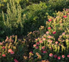 Market Garden