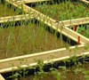 Plant Naighboring
