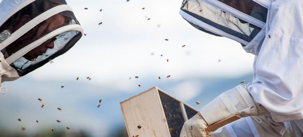 Honey bees arriving at MSU