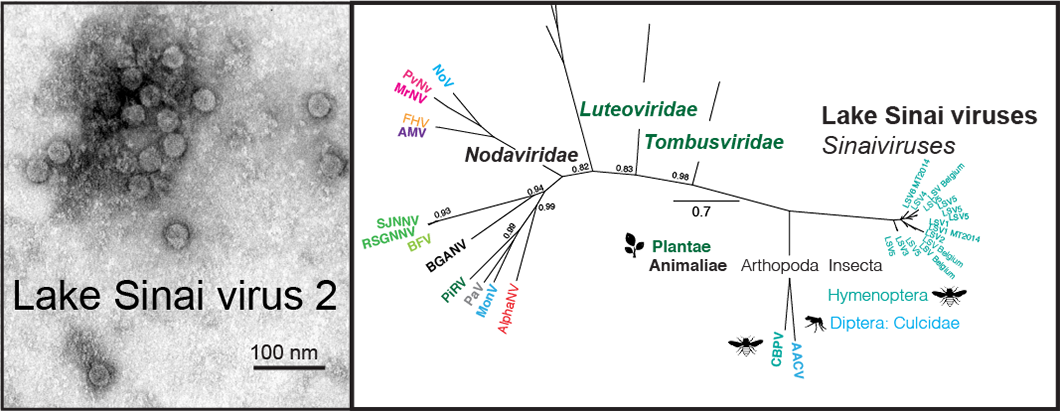 msu pollinator lsv bee virus