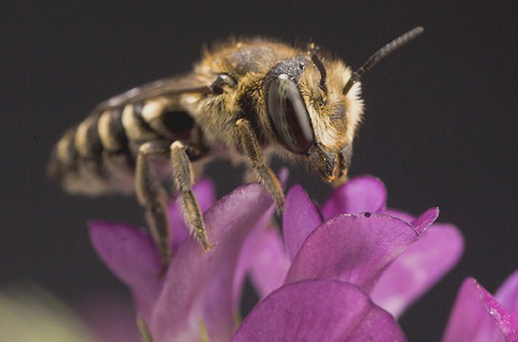msu pollinator research pollinator.ca alfalfa leafcutter