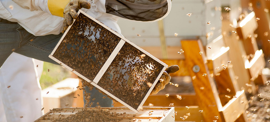 msu pollinator research bees in colony frame