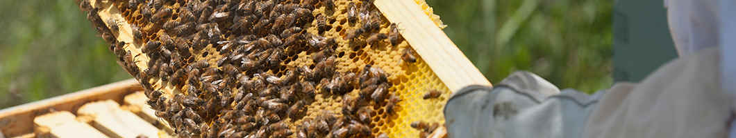 msu pollinator research bees on hive honey comb 2