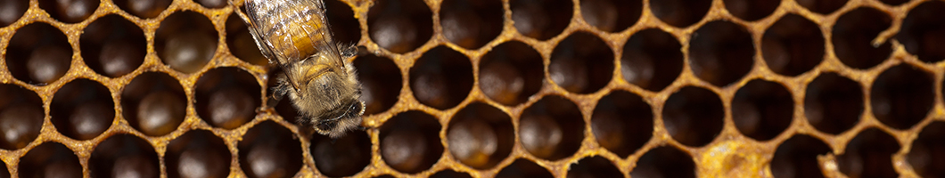 msu pollinator research bee on honey comb